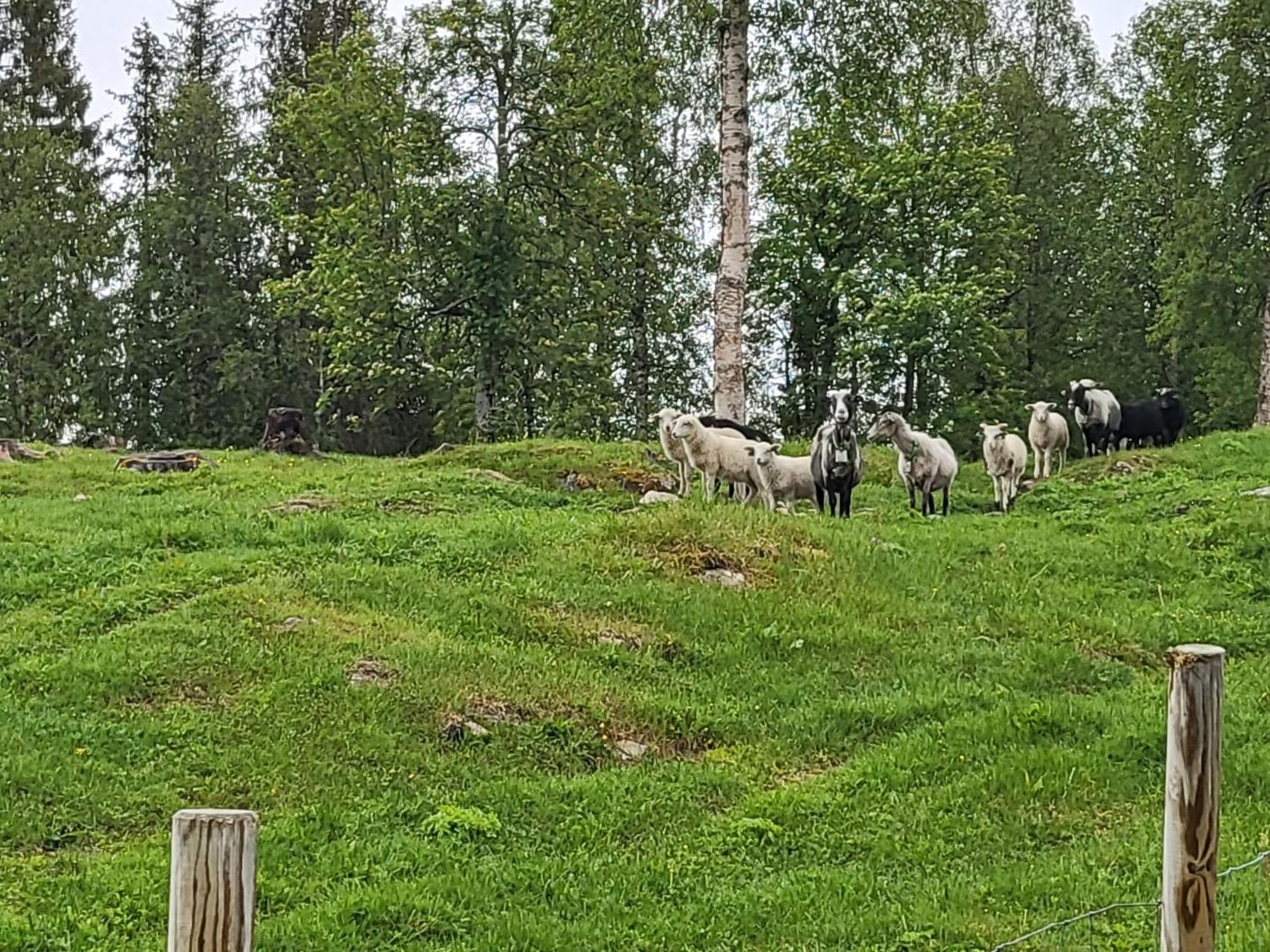 ホテル Telt 2 Hattfjelldal エクステリア 写真